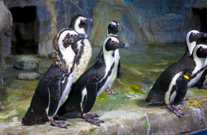 Пингвинарий в дельфинарии «Немо»